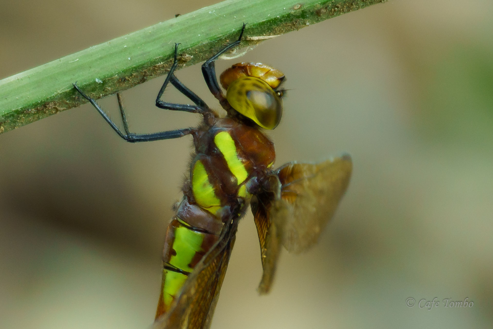 マルタンヤンマ