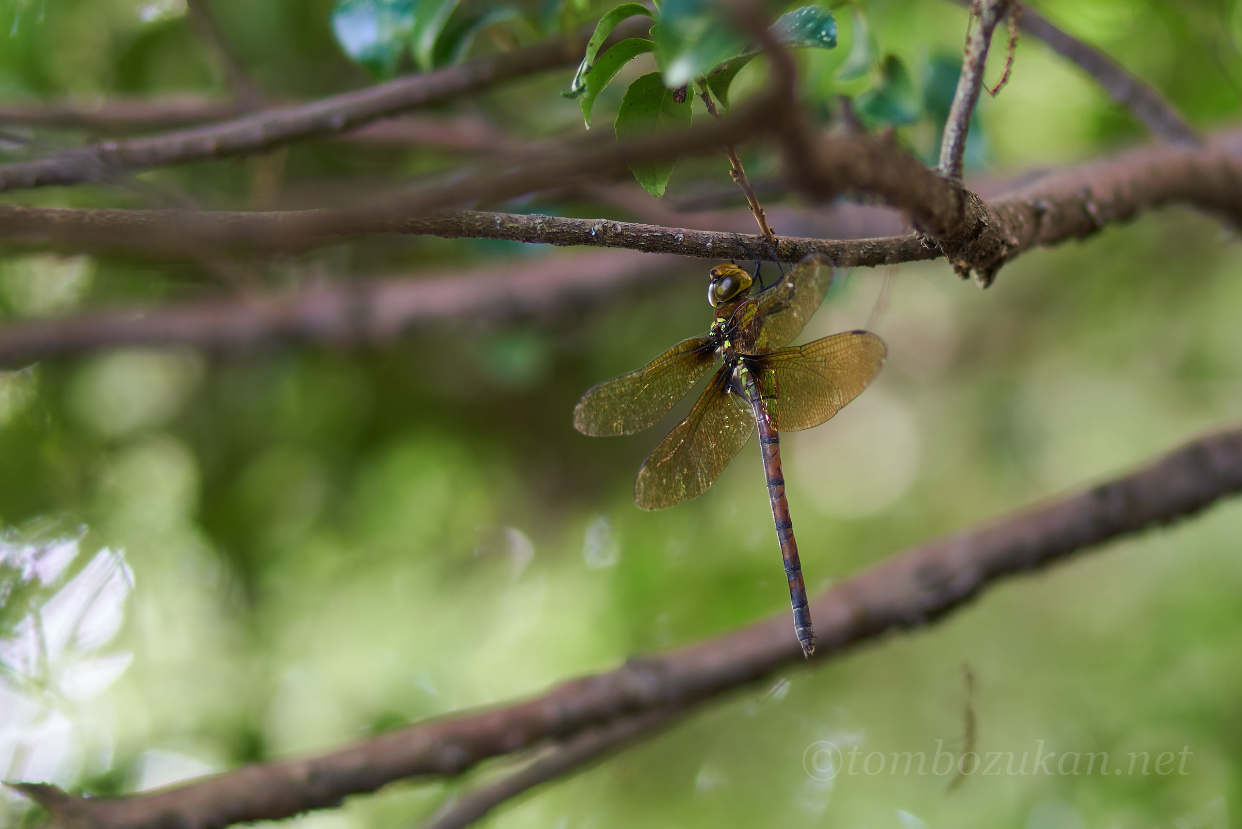 マルタンヤンマ