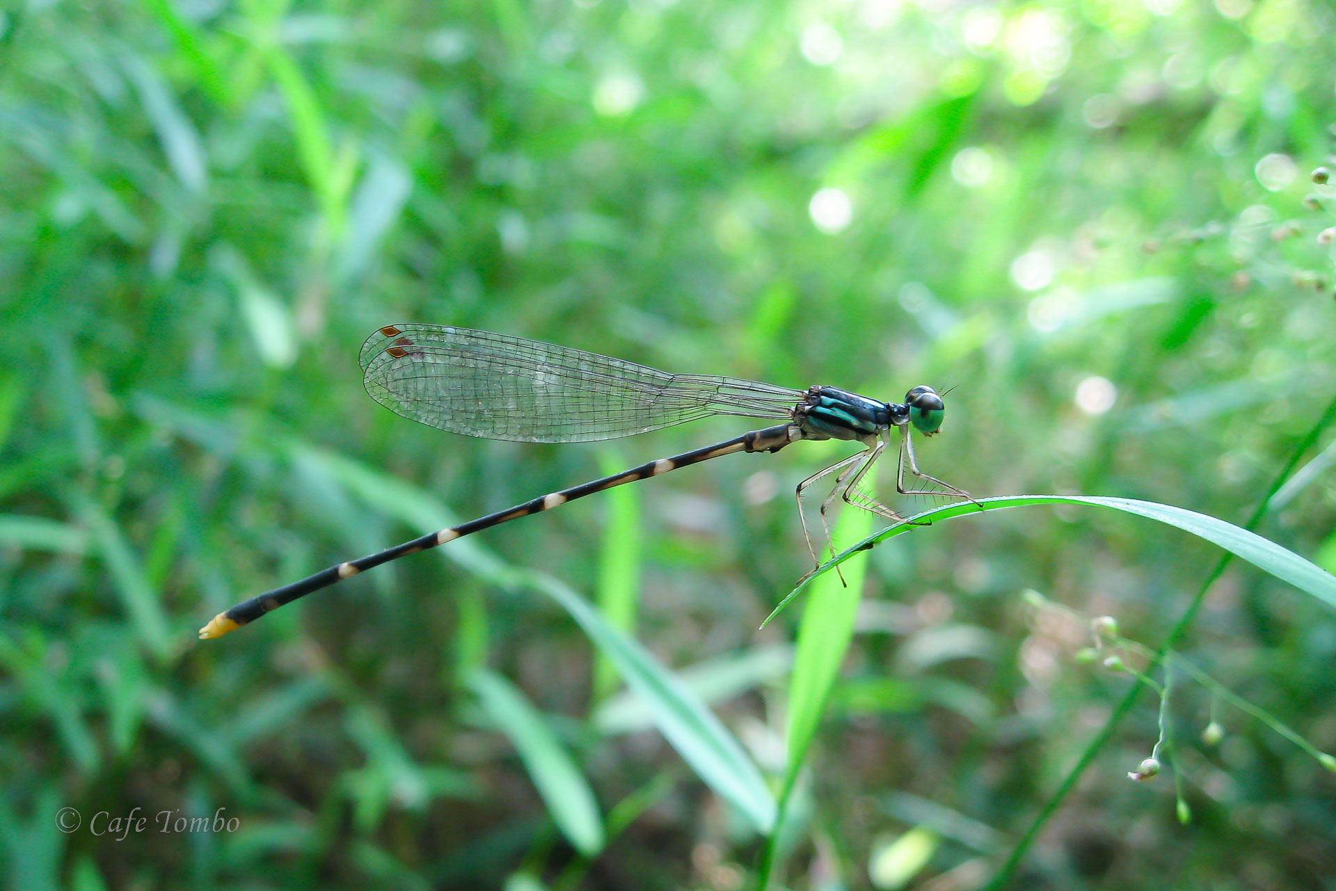マサキルリモントンボ