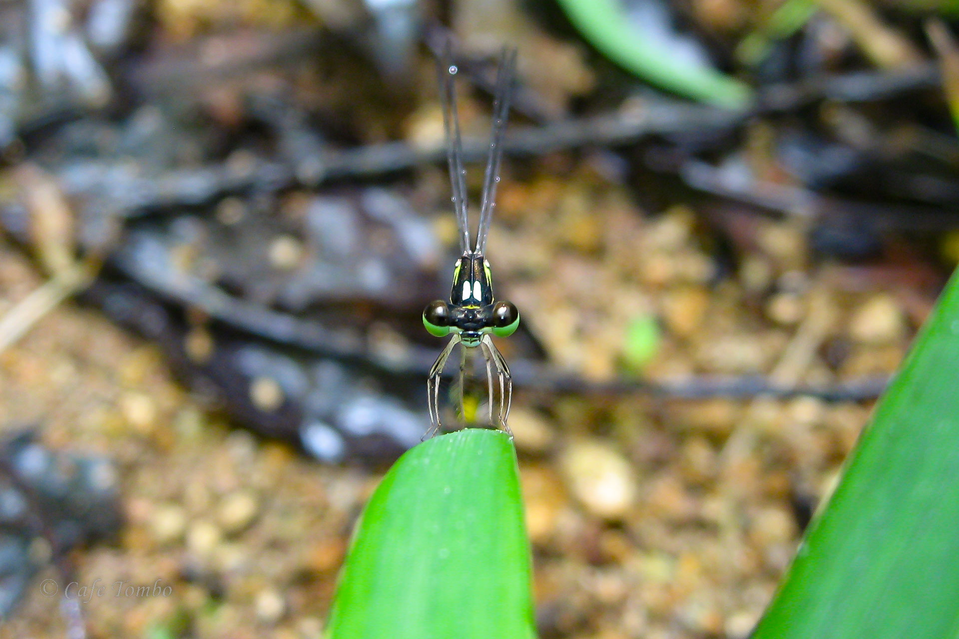 マサキルリモントンボ