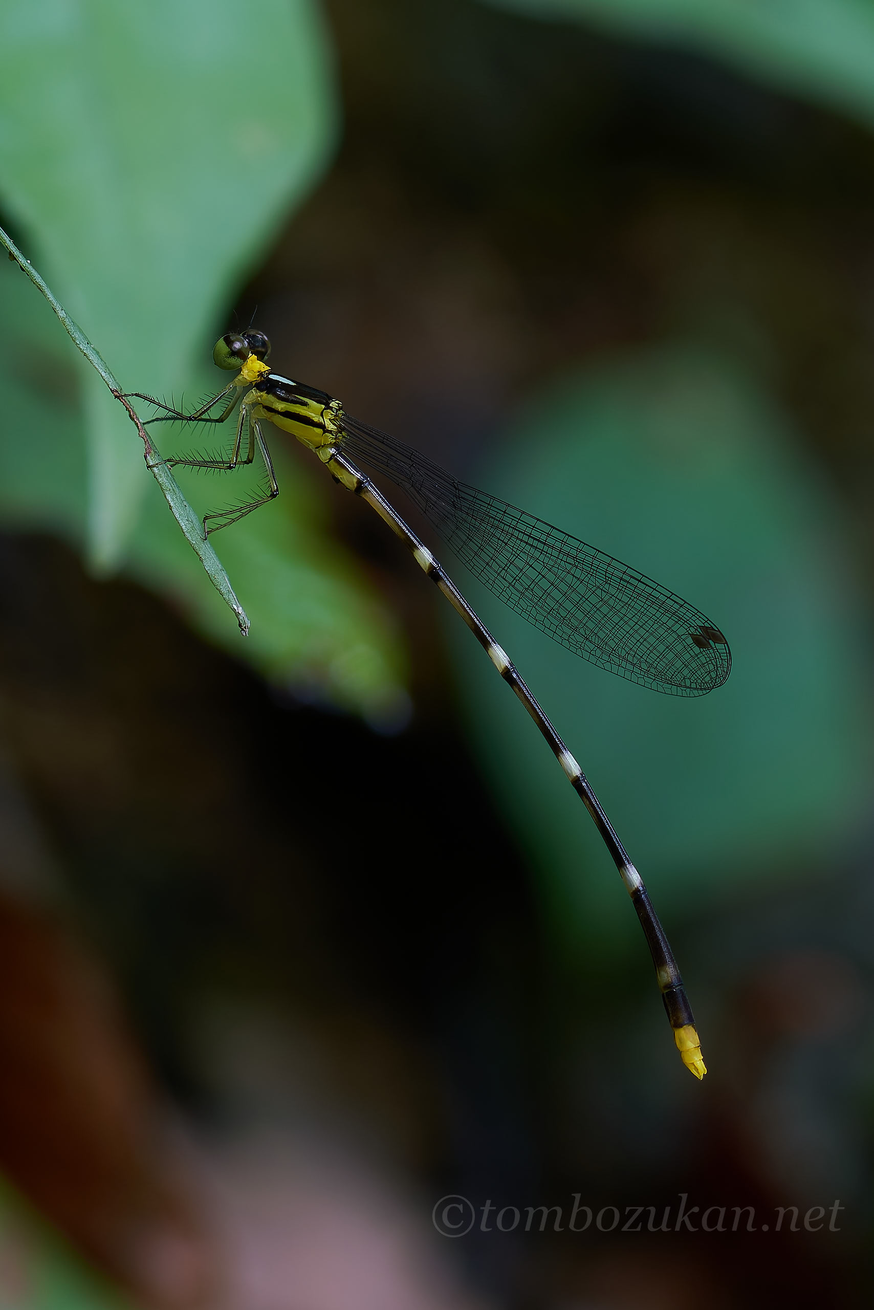 マサキルリモントンボ