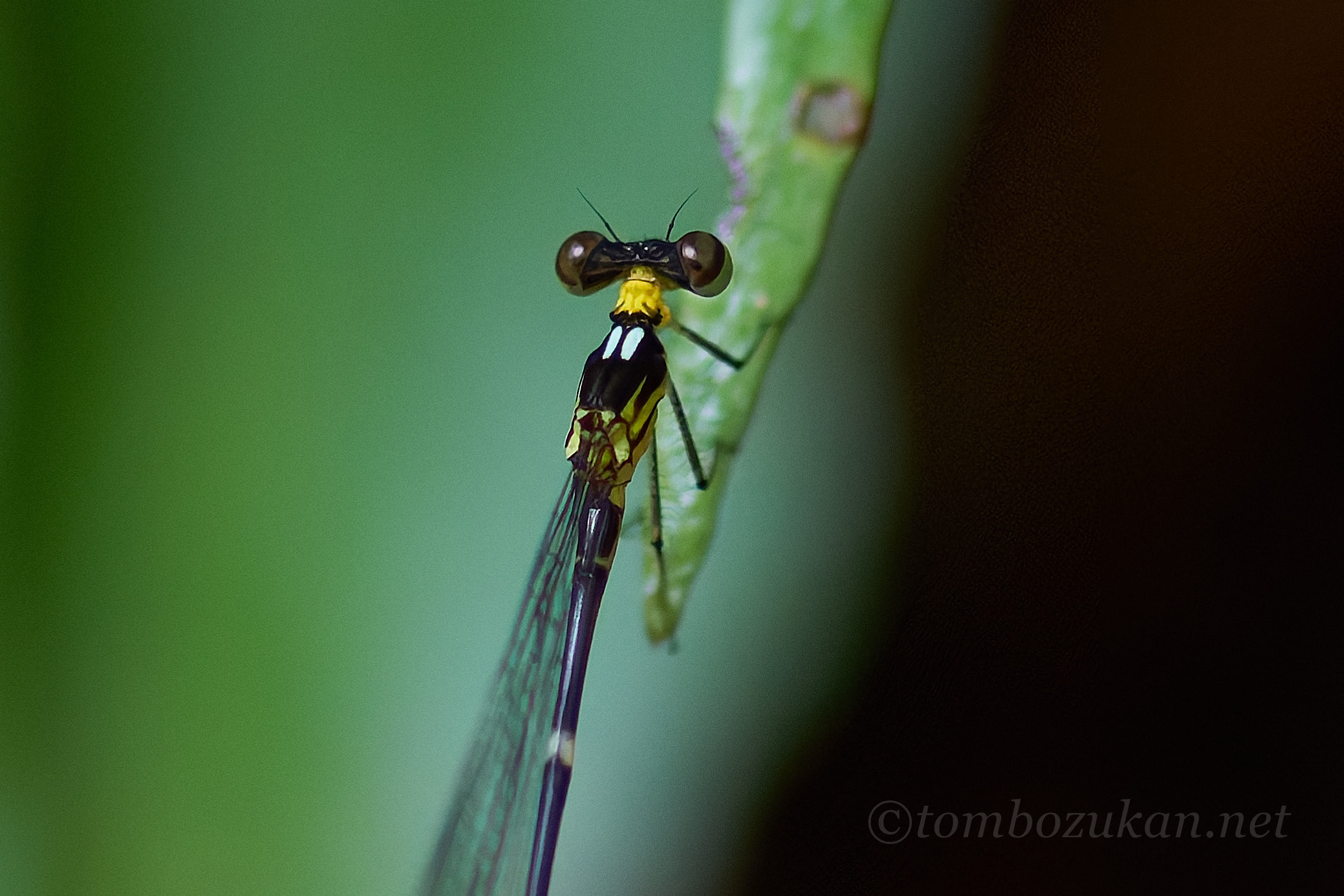 マサキルリモントンボ