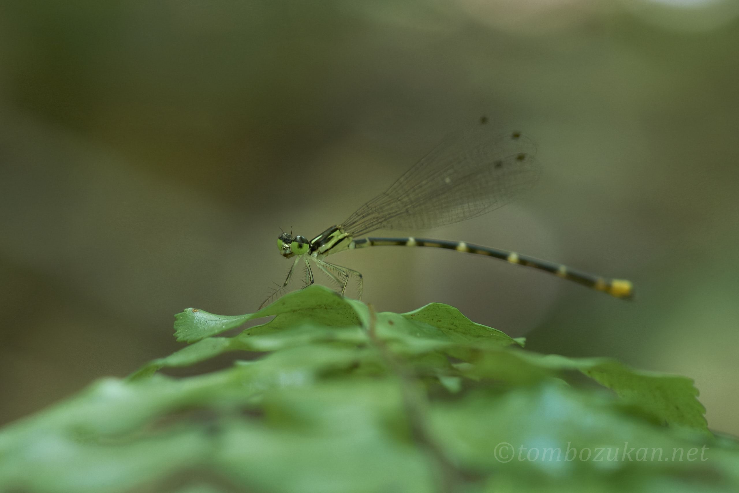 マサキルリモントンボ