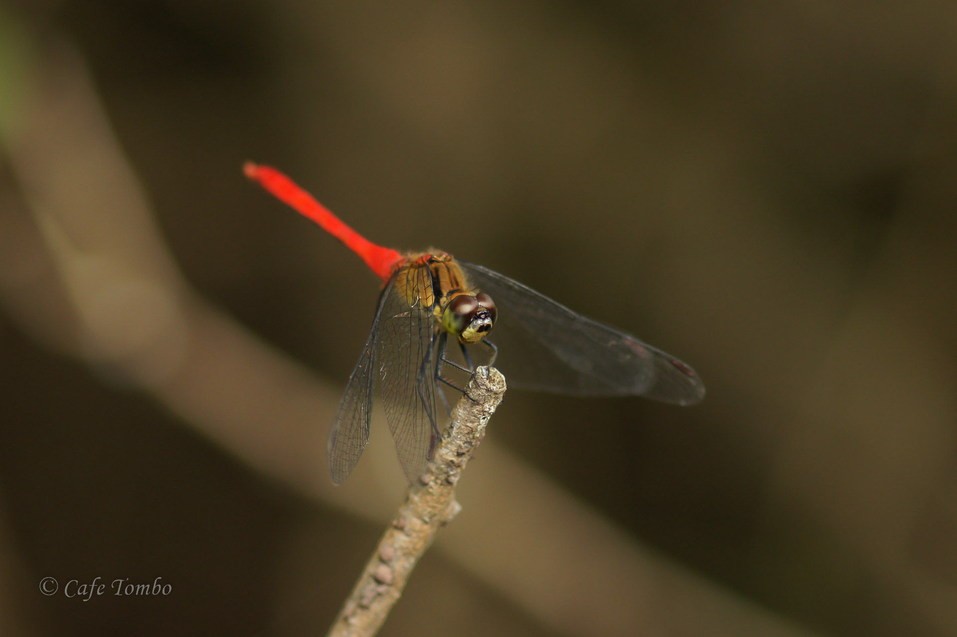マユタテアカネ