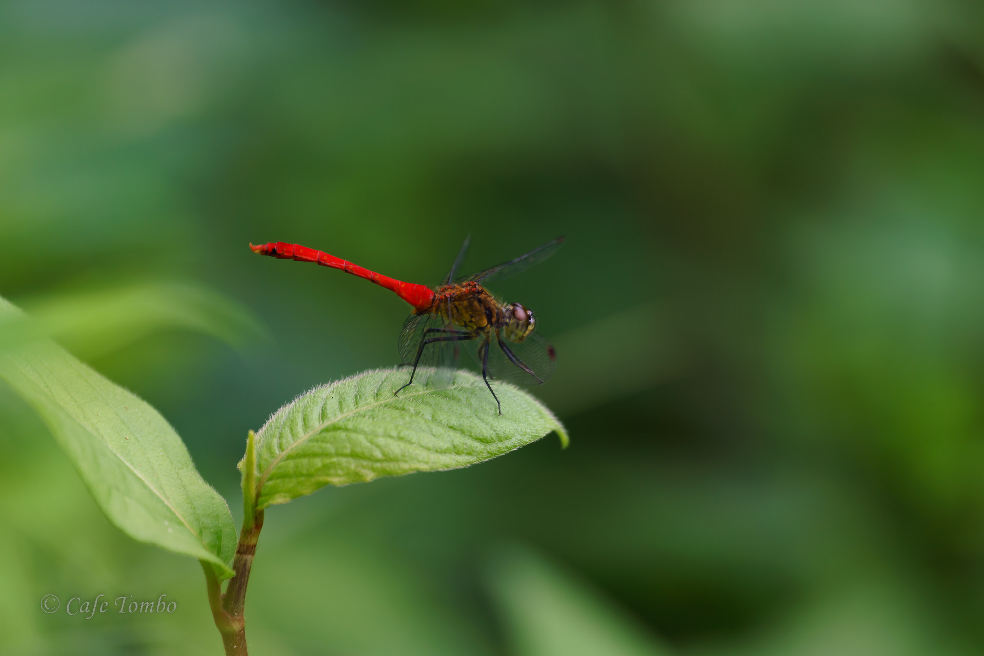 マユタテアカネ