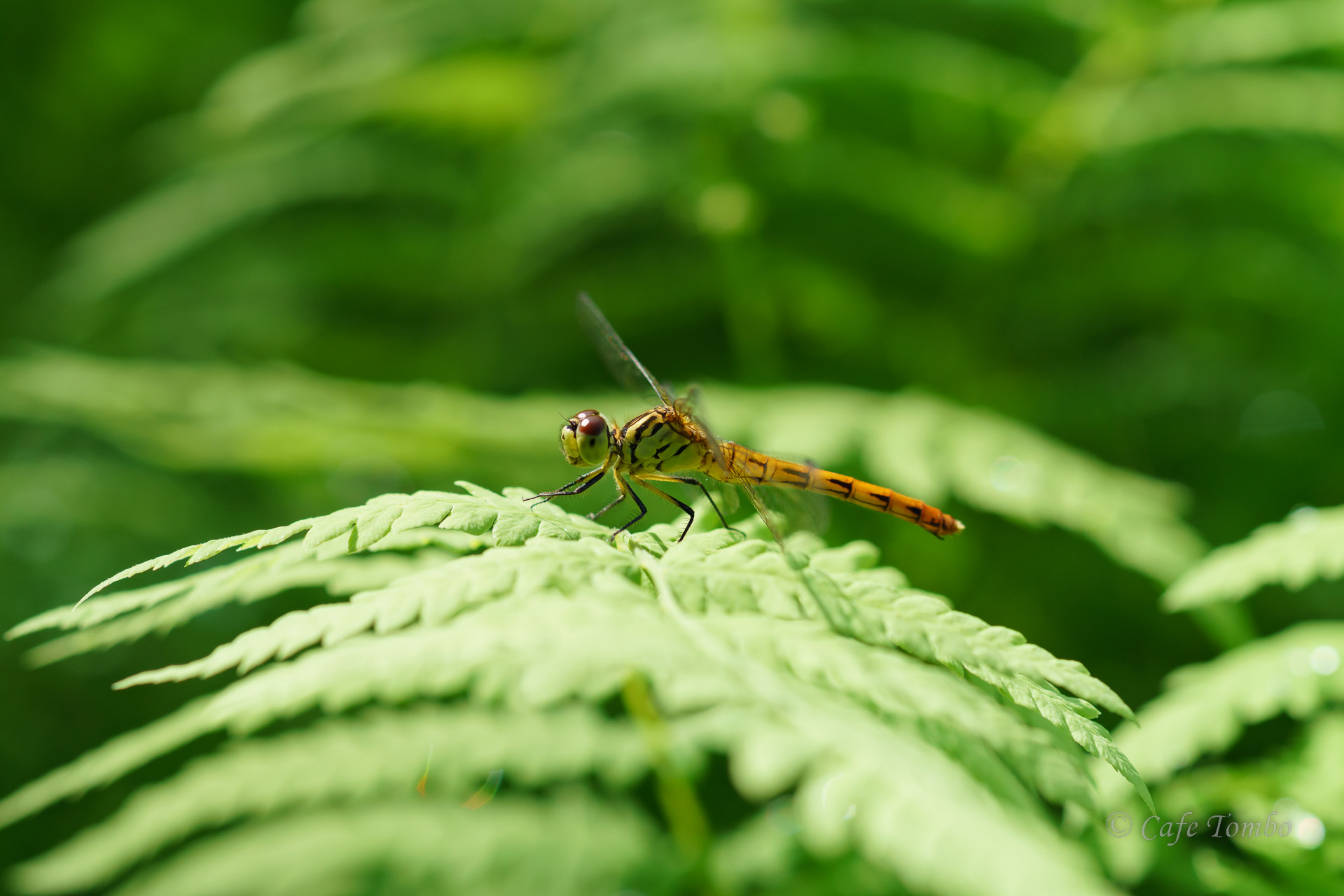 マユタテアカネ