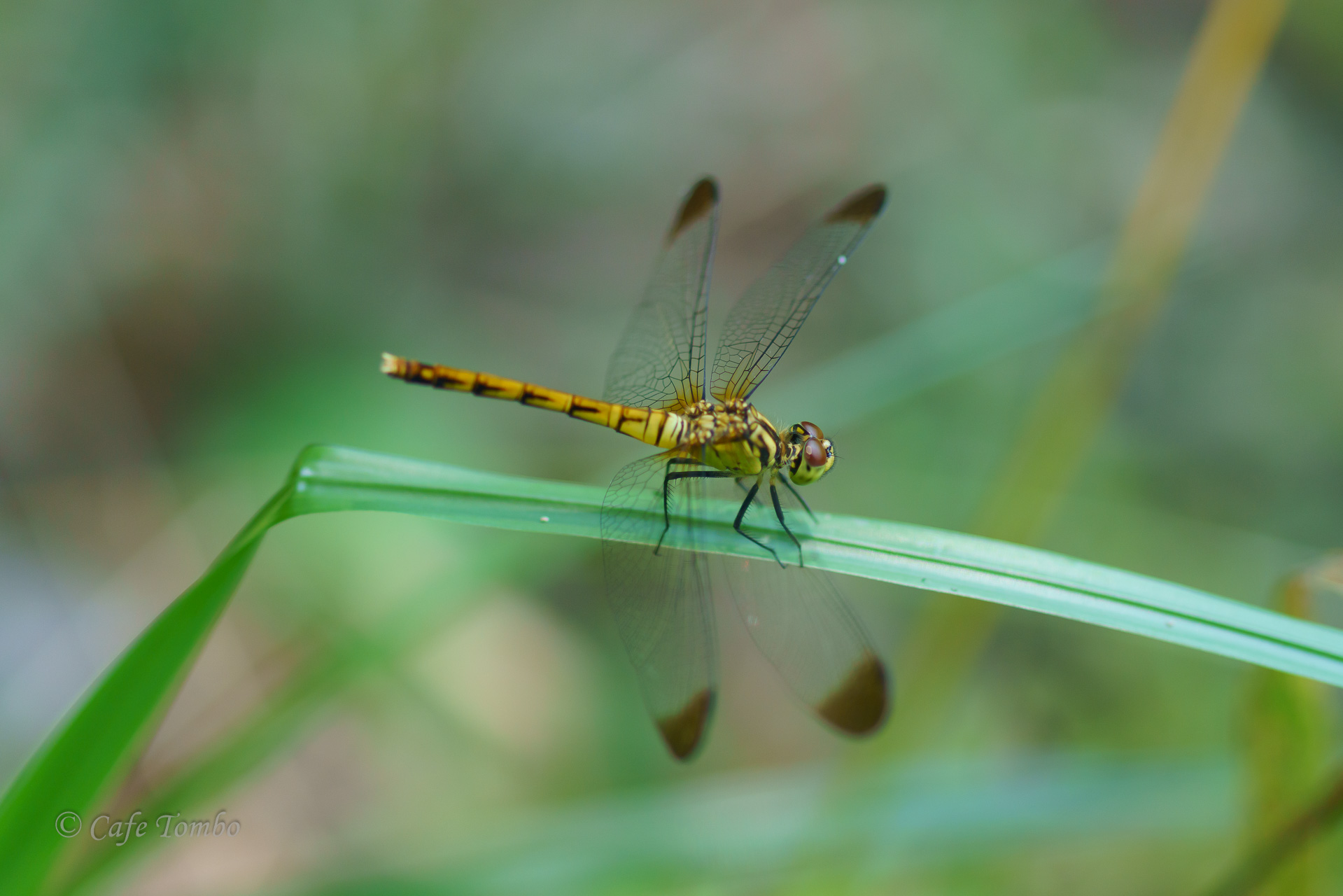 マユタテアカネ