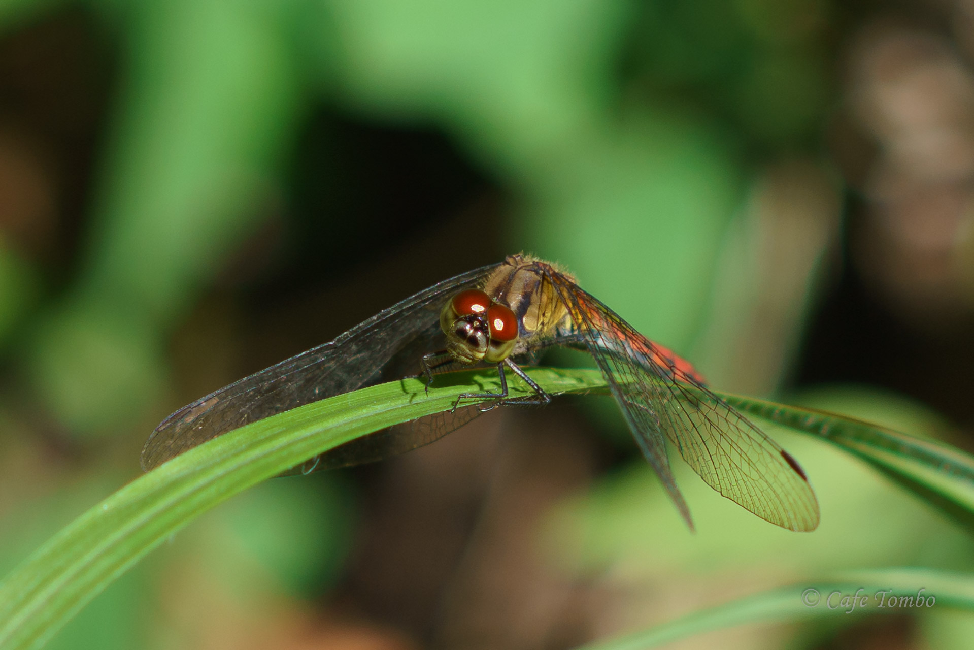マユタテアカネ