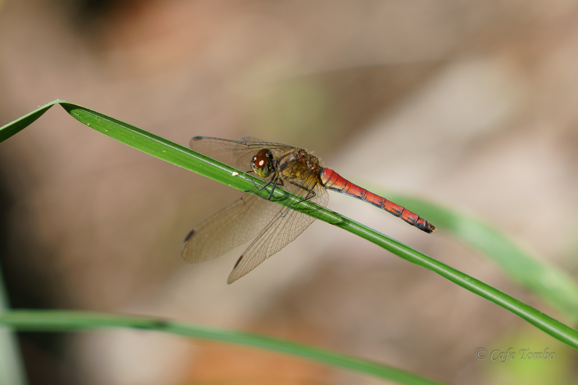 マユタテアカネ