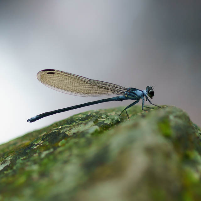 チビカワトンボ