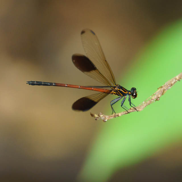 コナカハグロトンボ