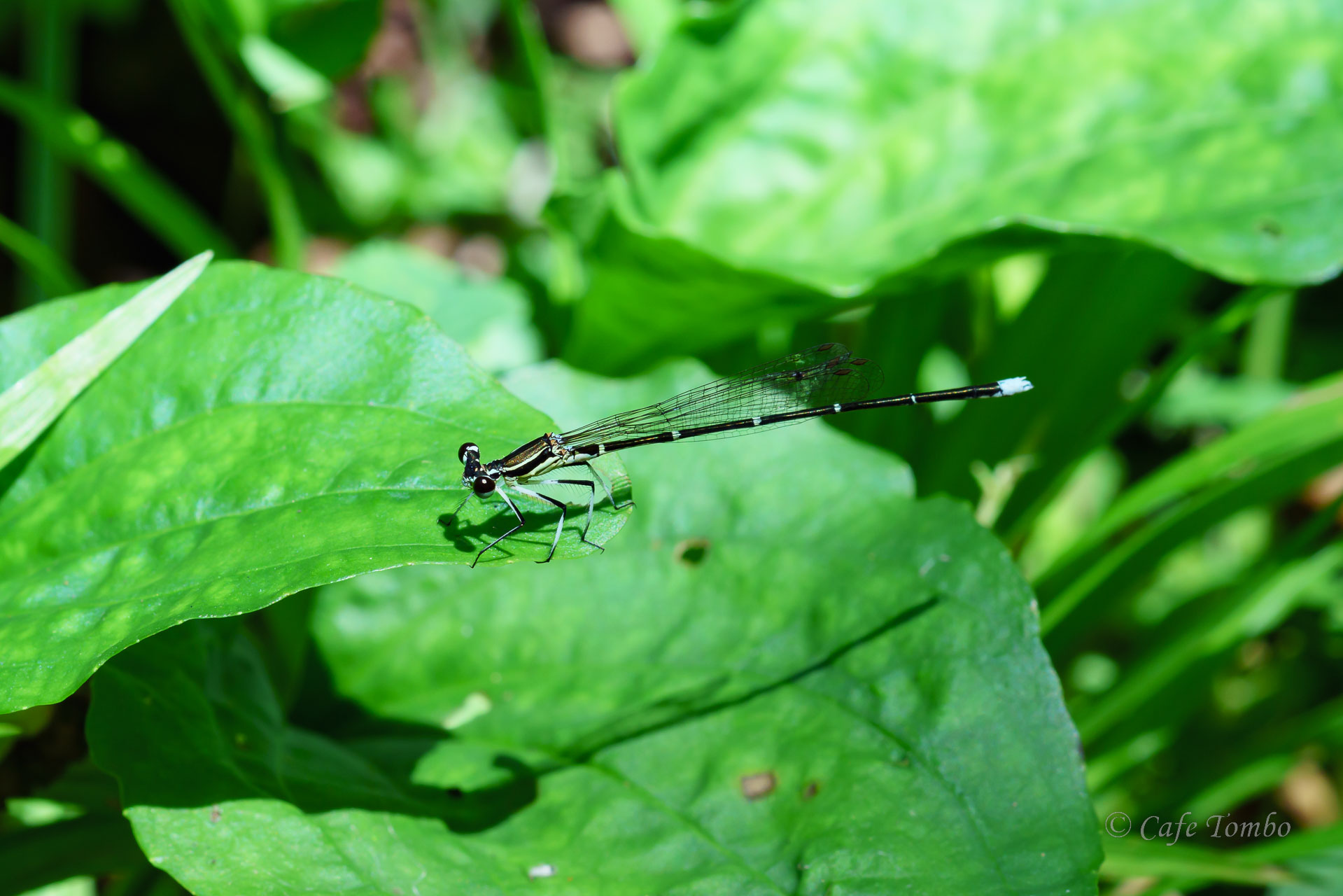 モノサシトンボ