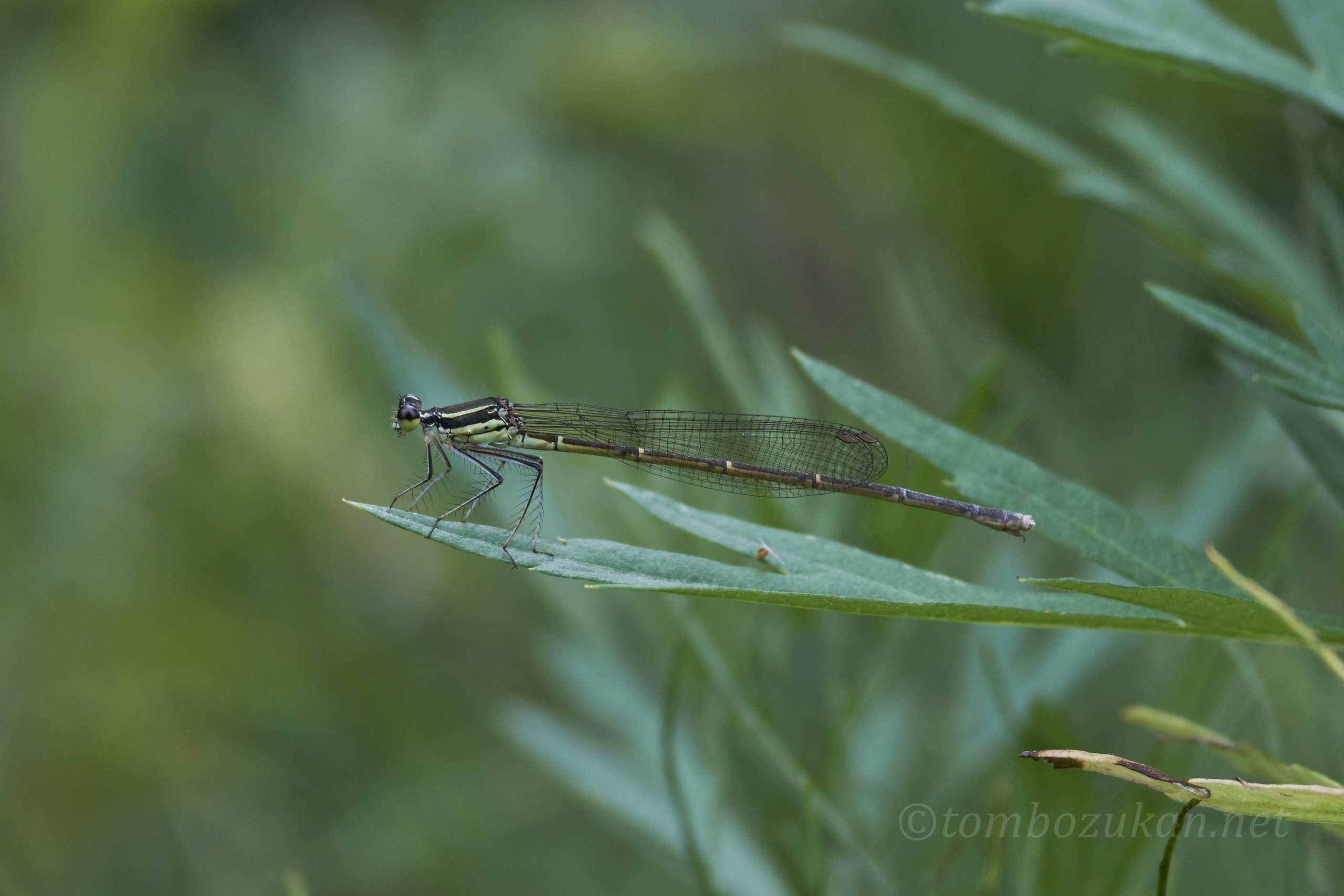モノサシトンボ
