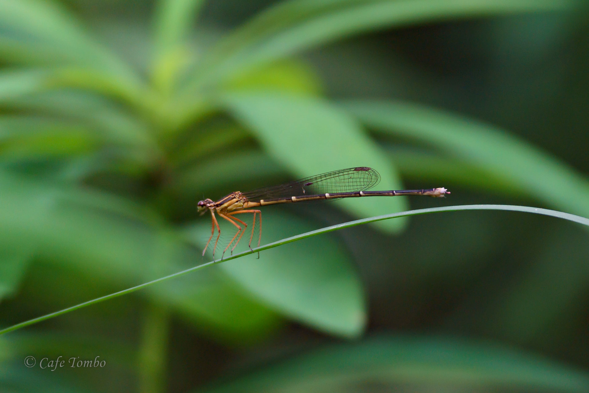 モノサシトンボ