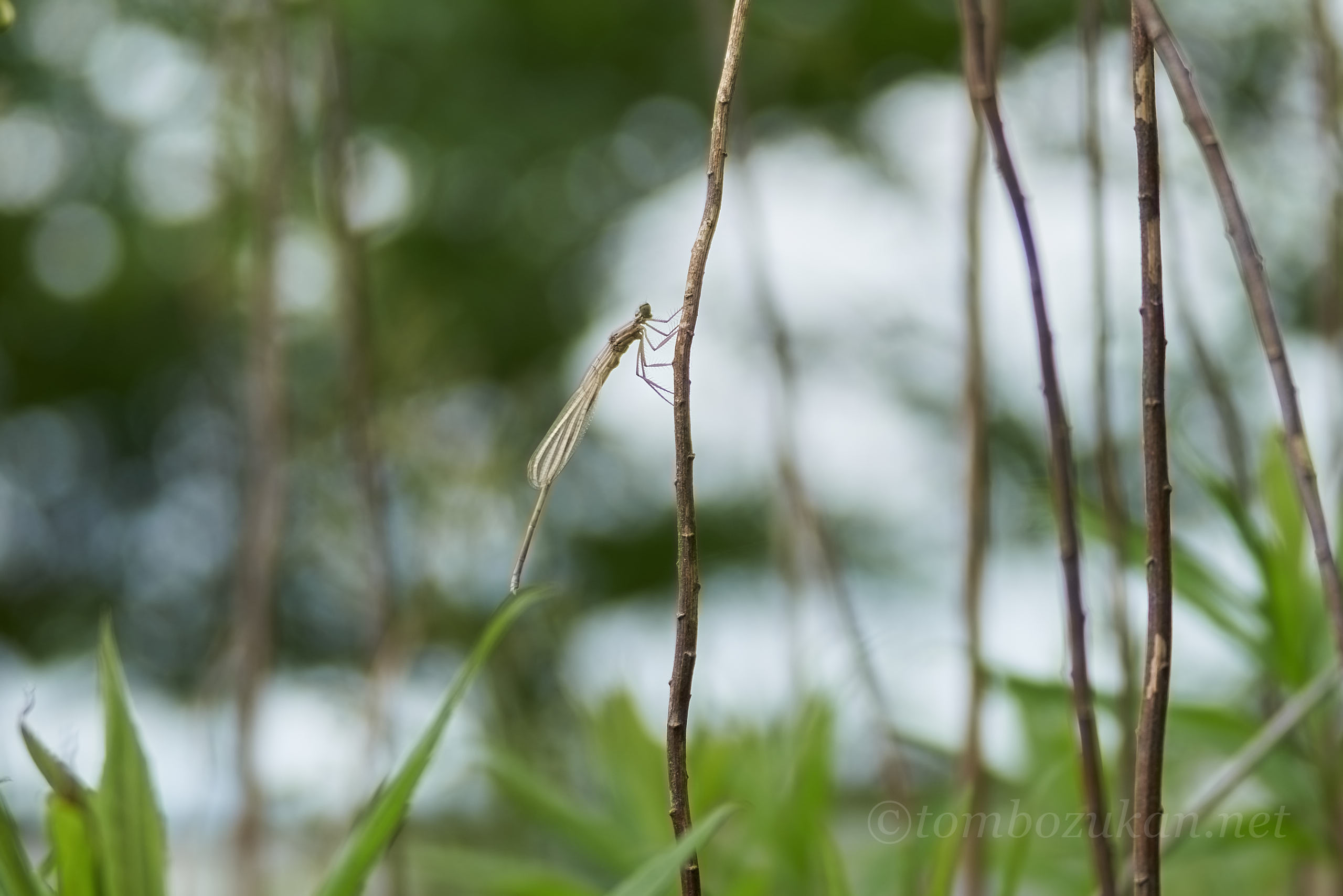 モノサシトンボ