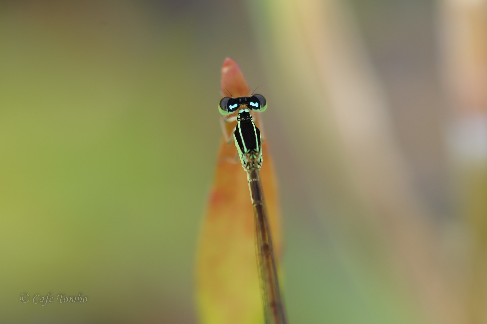 モートンイトトンボ