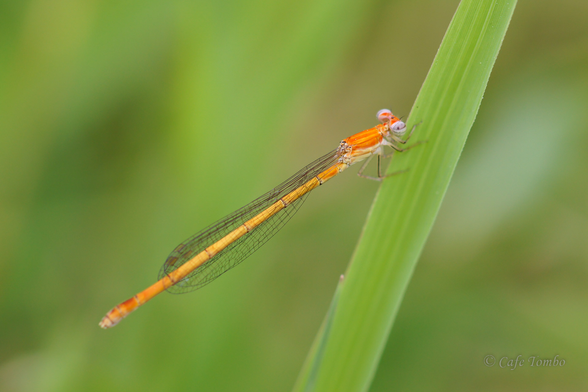モートンイトトンボ