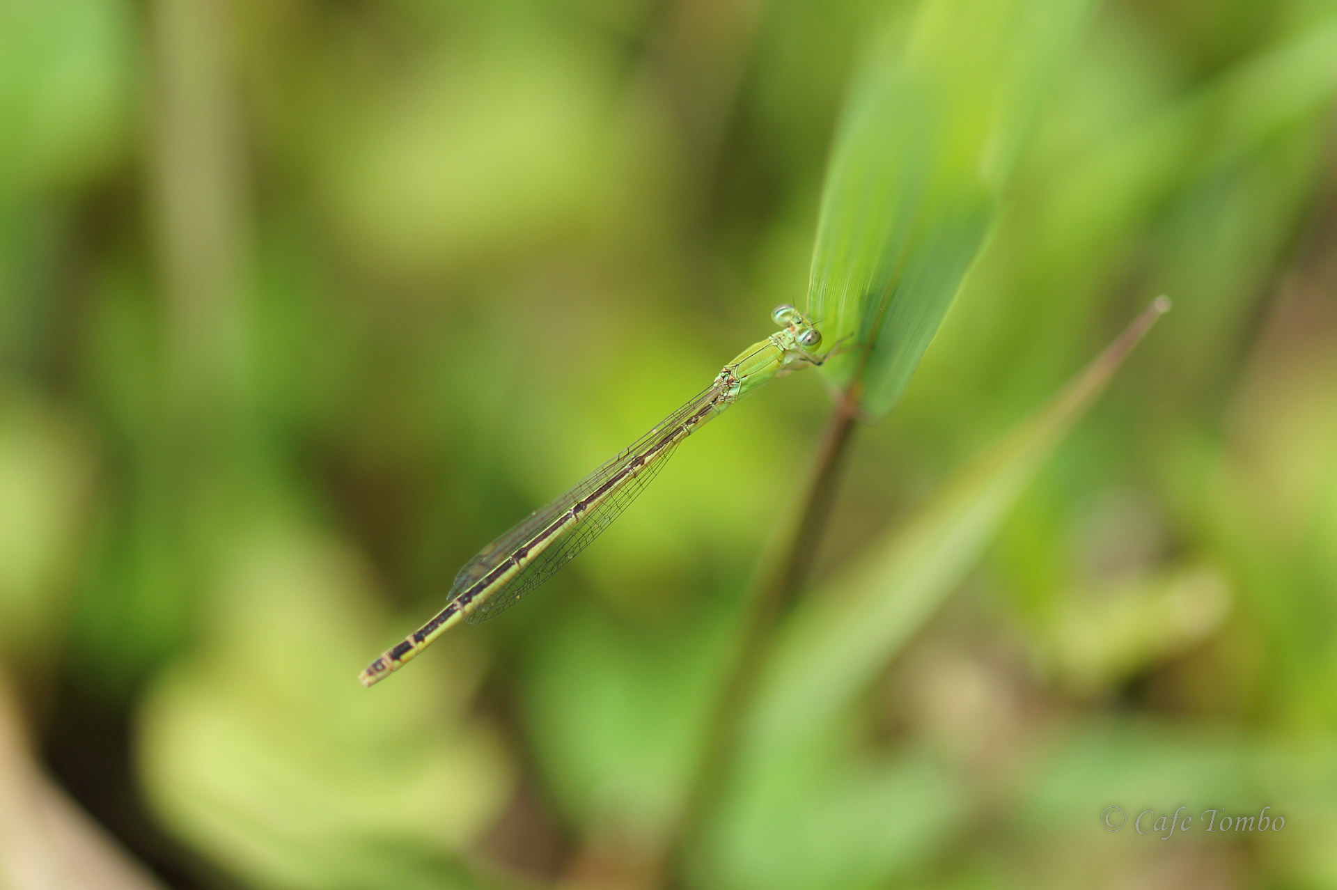 モートンイトトンボ