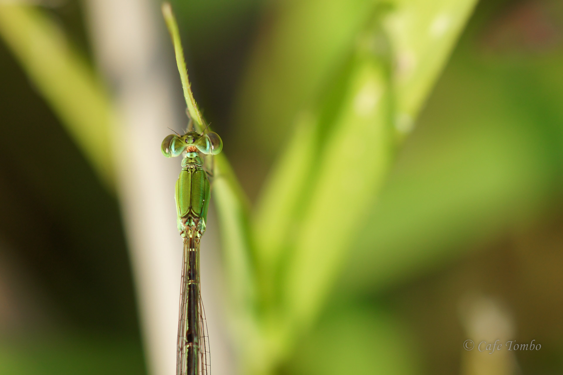 モートンイトトンボ