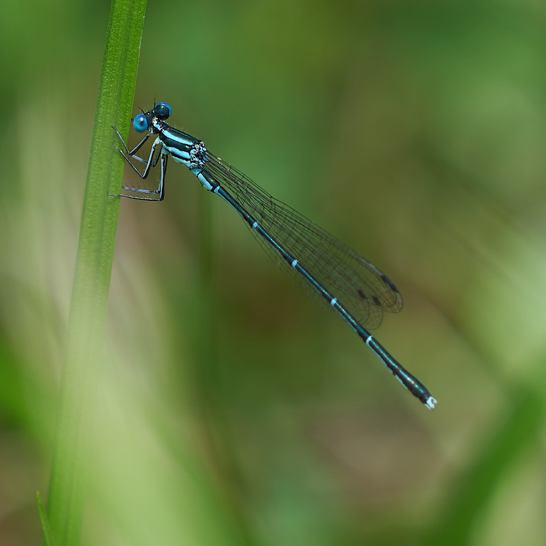 アマゴイルリトンボ