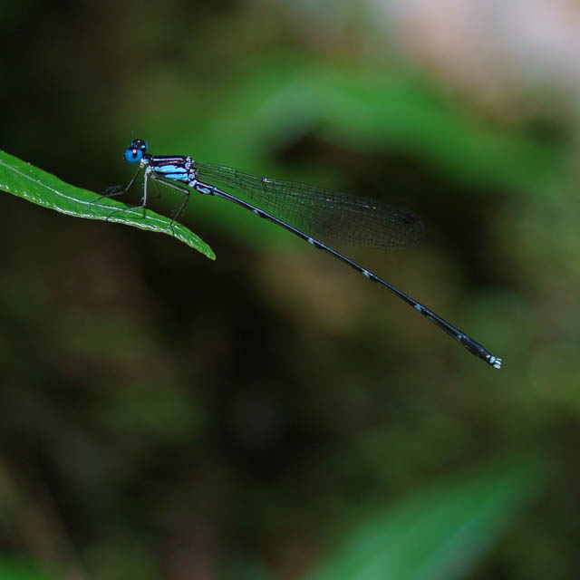 アマミルリモントンボ
