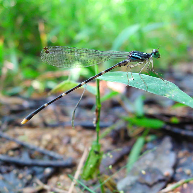 マサキルリモントンボ
