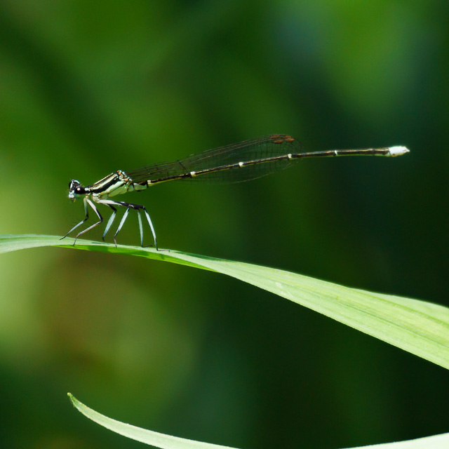 モノサシトンボ