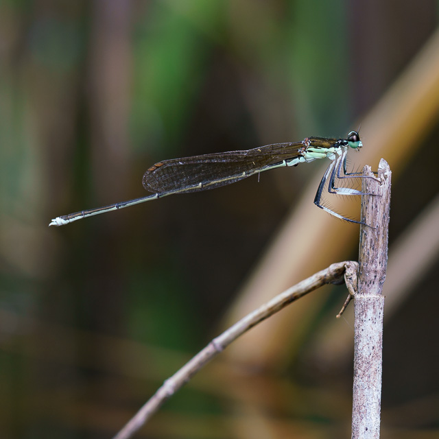 オオモノサシトンボ