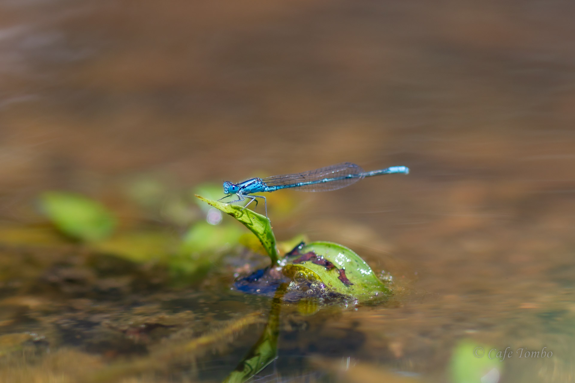 ムスジイトトンボ