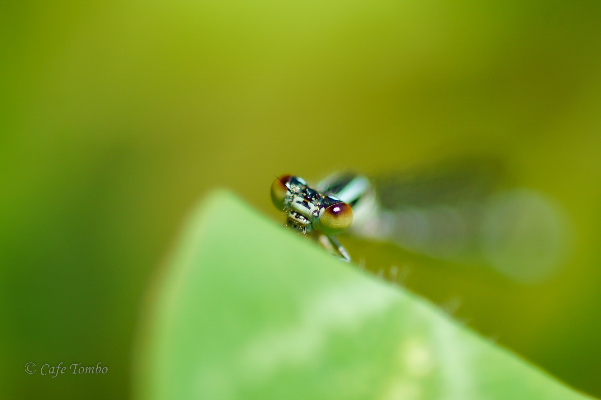 ムスジイトトンボ