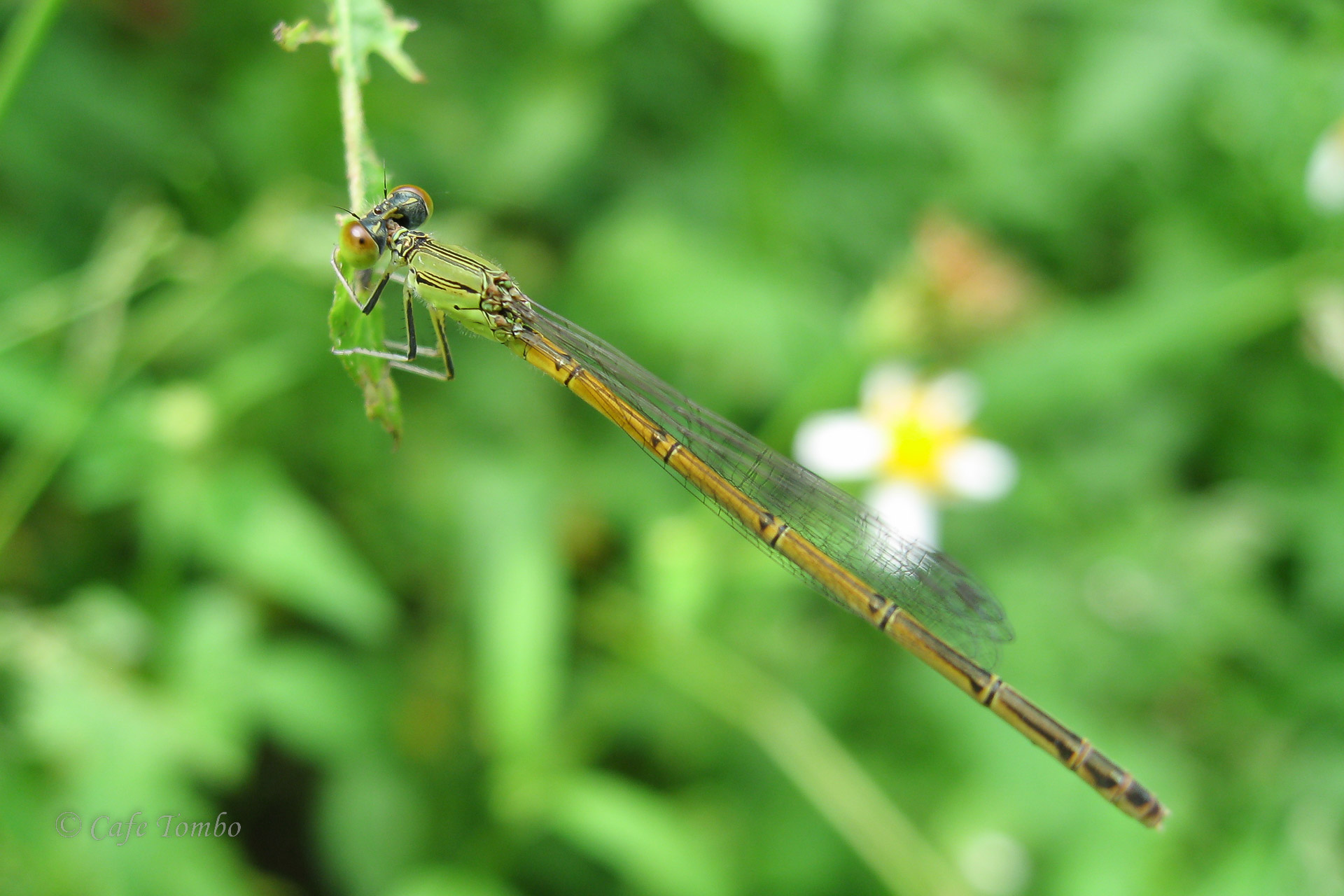 ムスジイトトンボ