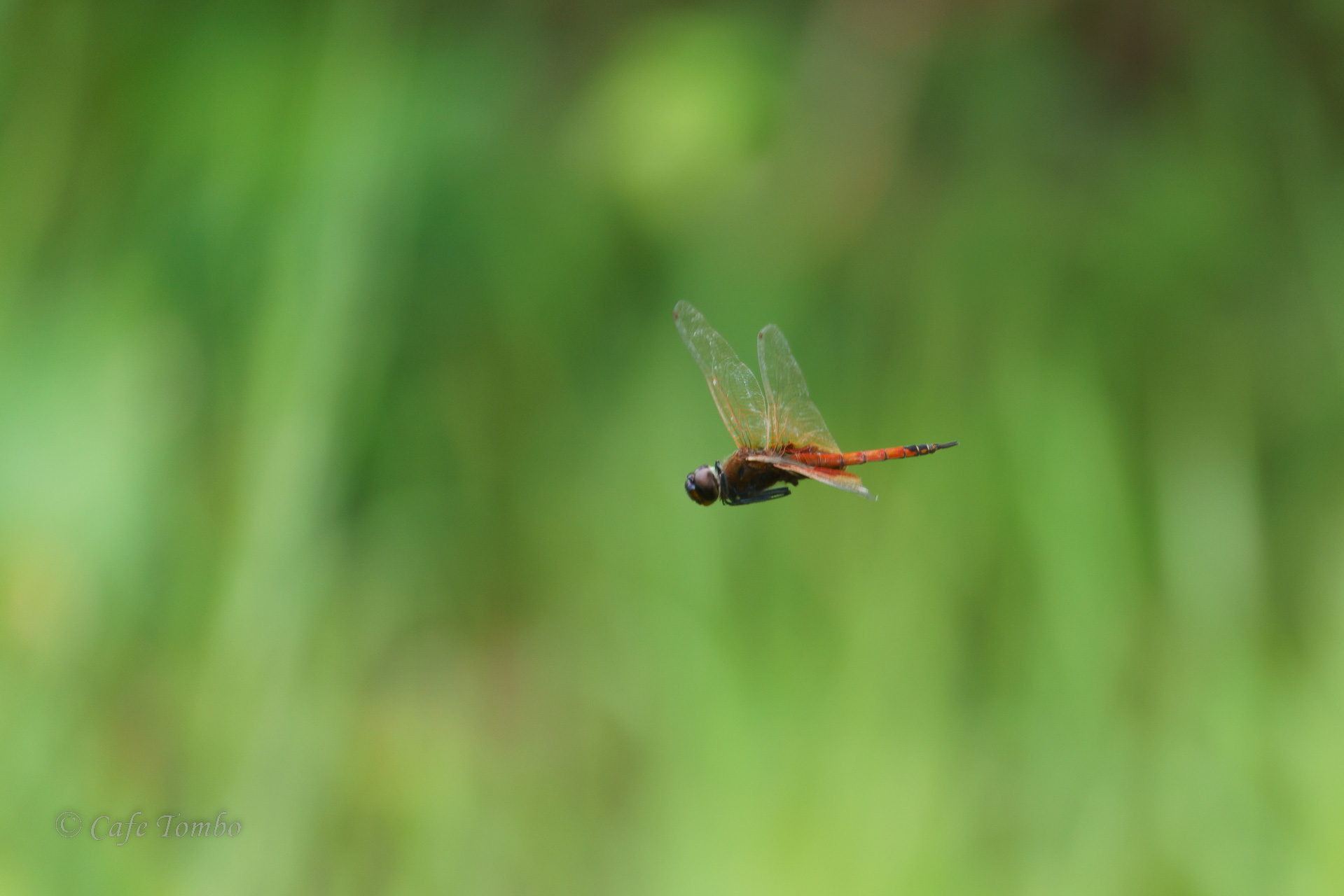ナンヨウヒメハネビロトンボ