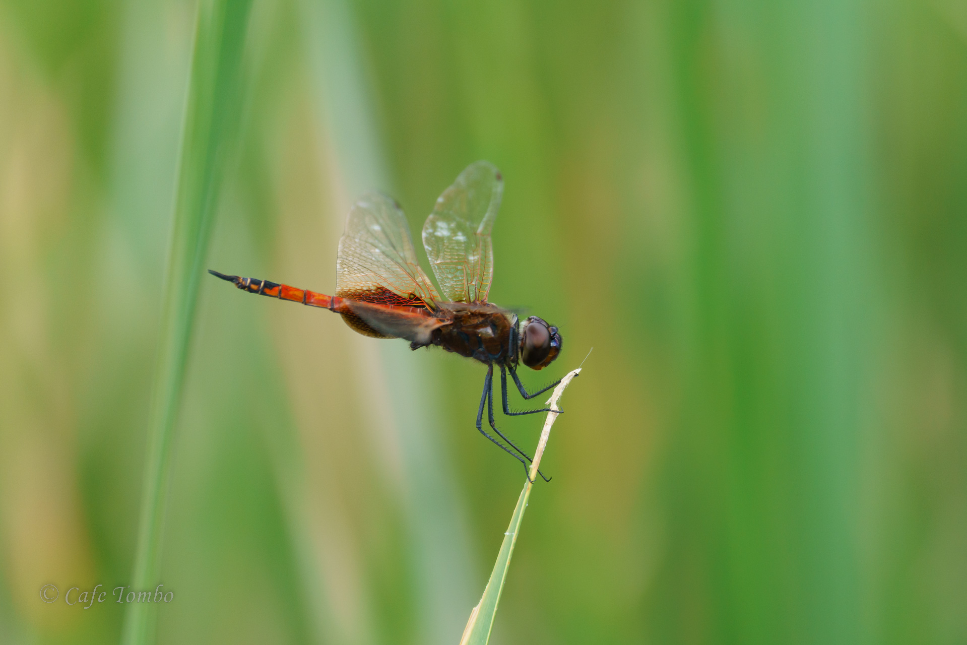 ナンヨウヒメハネビロトンボ