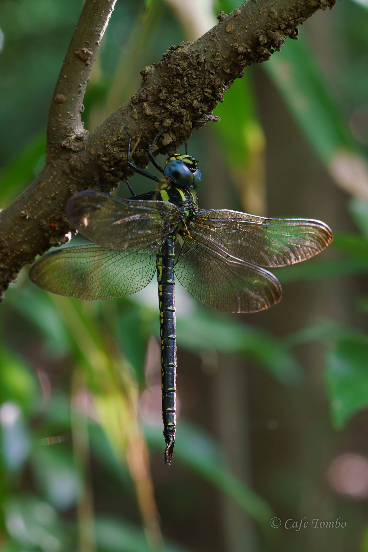 ネアカヨシヤンマ