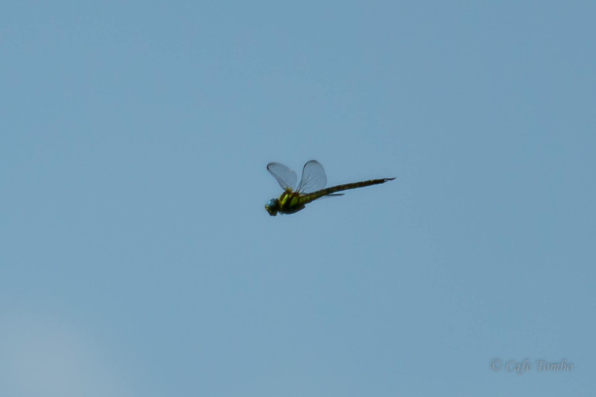 ネアカヨシヤンマ