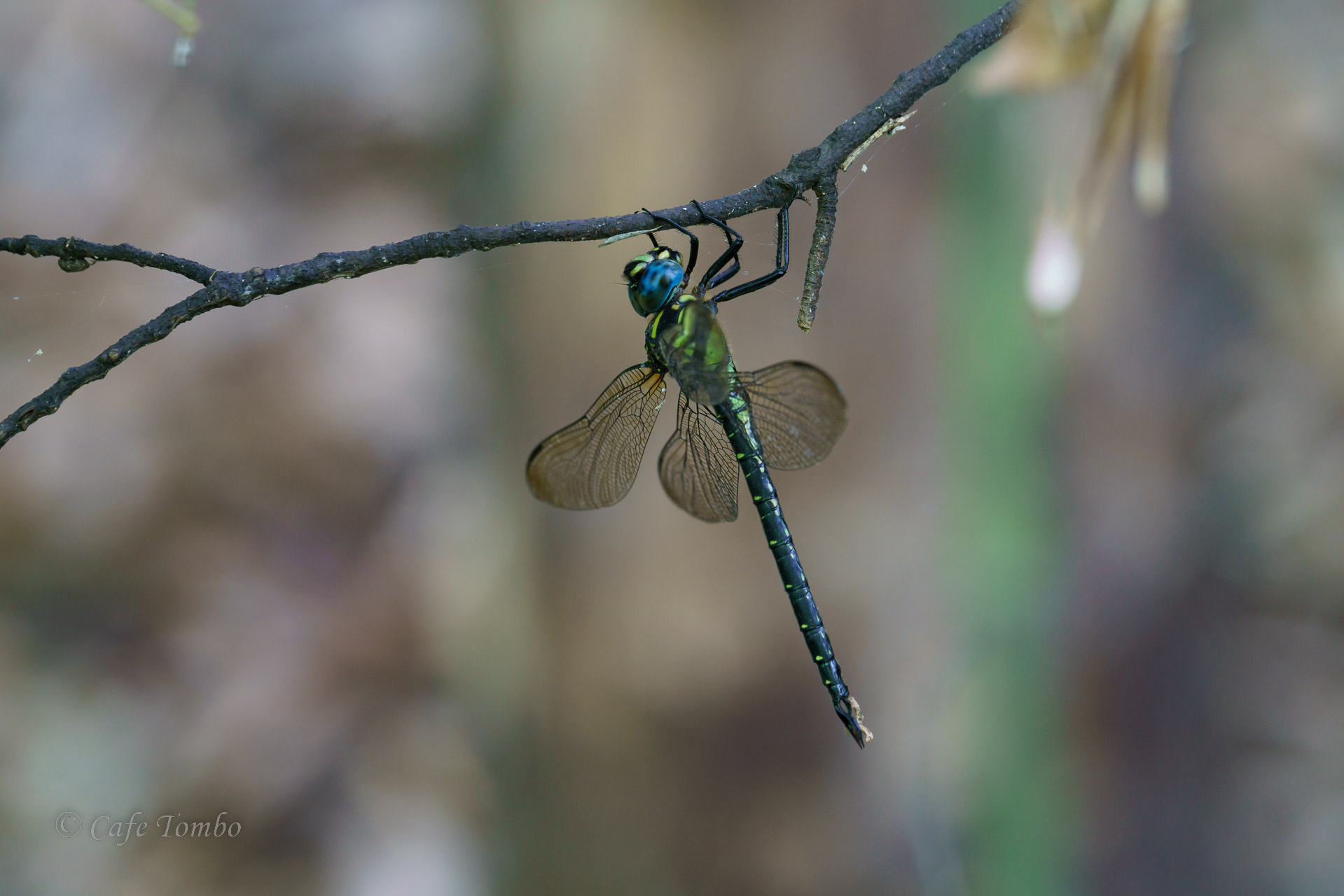 ネアカヨシヤンマ
