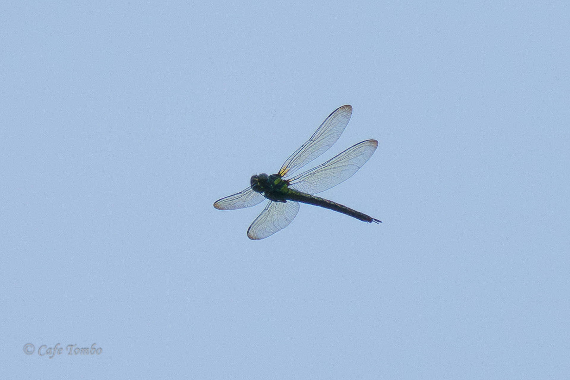 ネアカヨシヤンマ