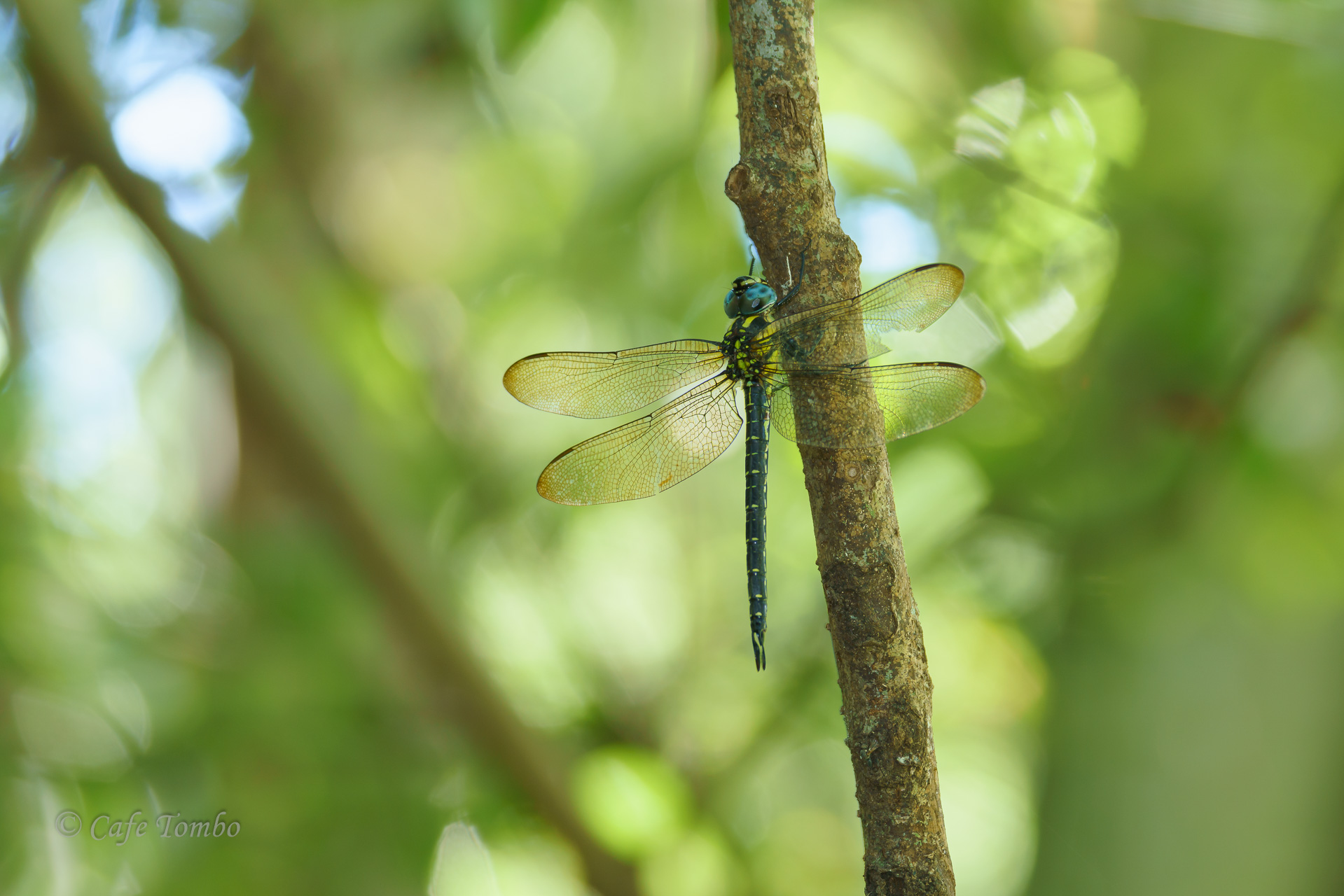ネアカヨシヤンマ