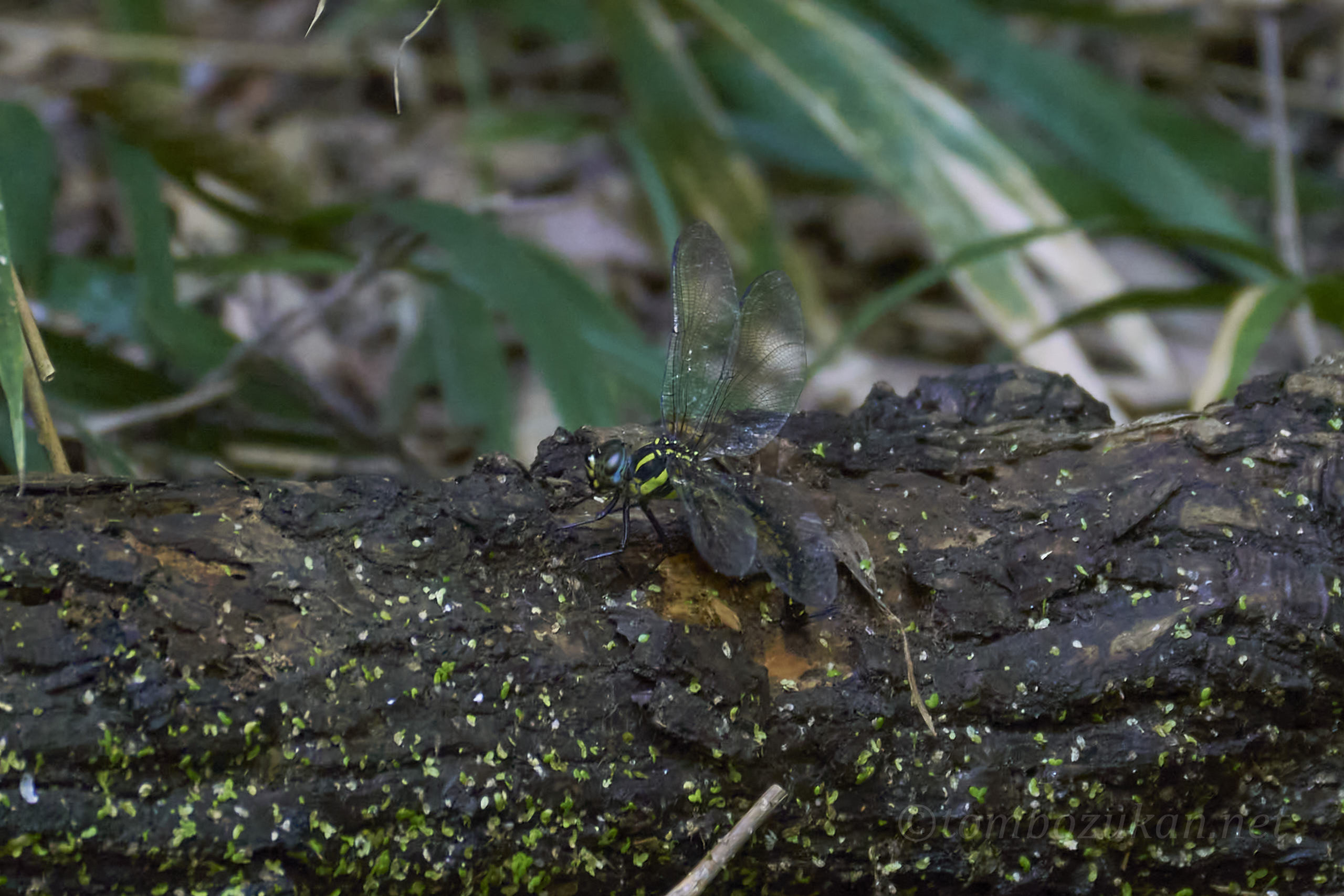 ネアカヨシヤンマ