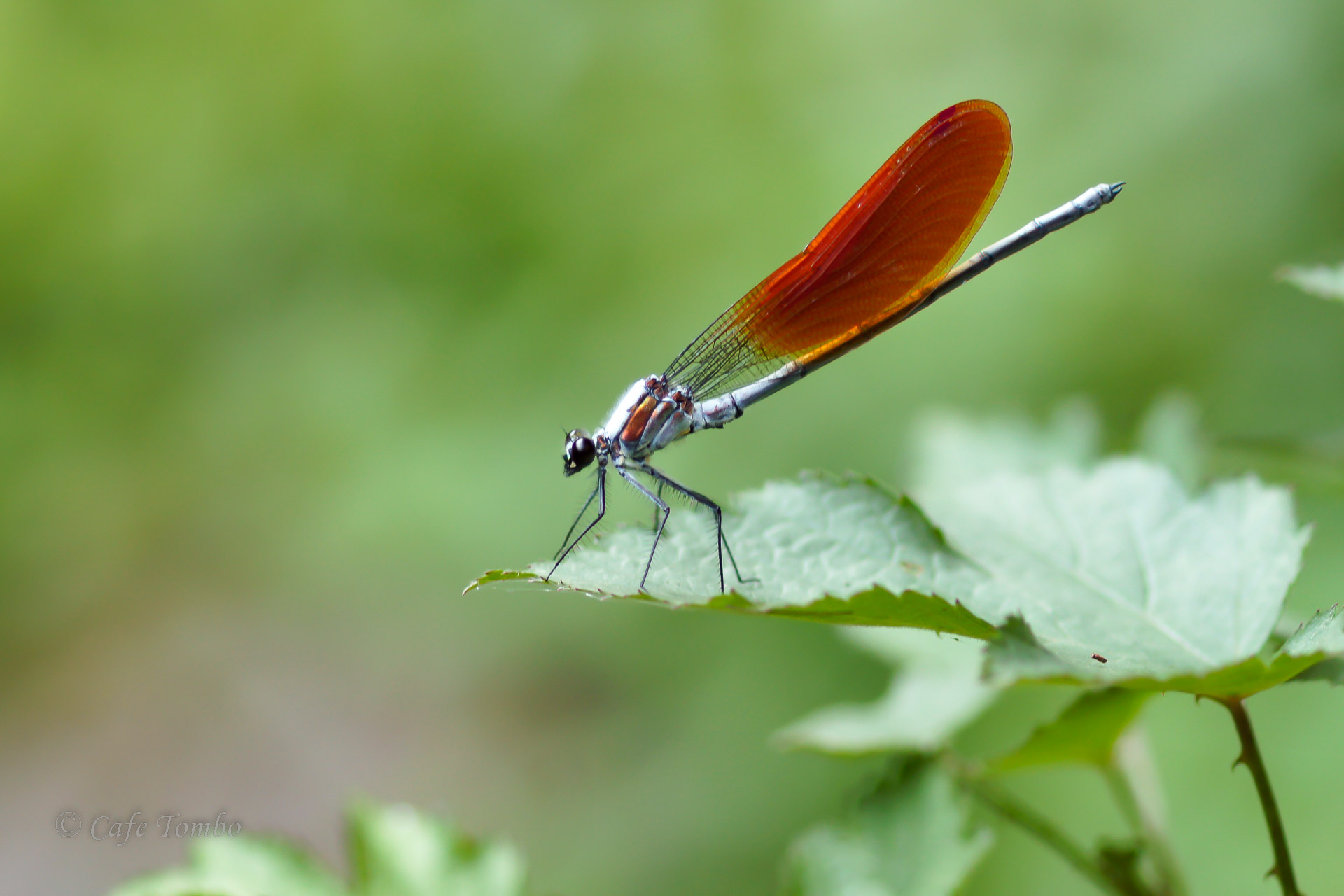 ニホンカワトンボ