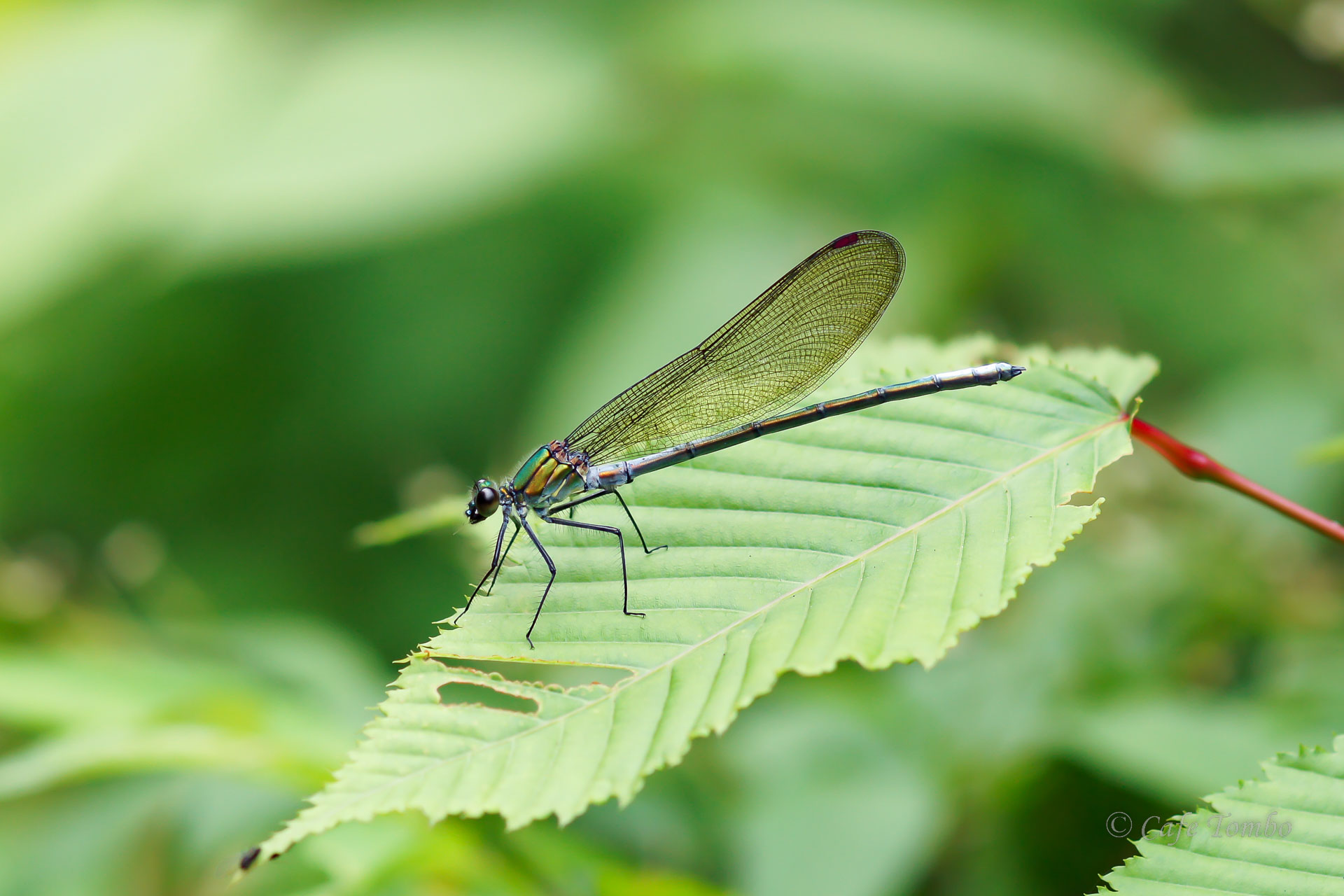ニホンカワトンボ