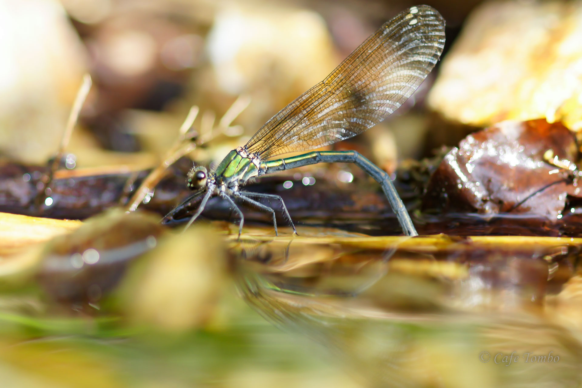 ニホンカワトンボ