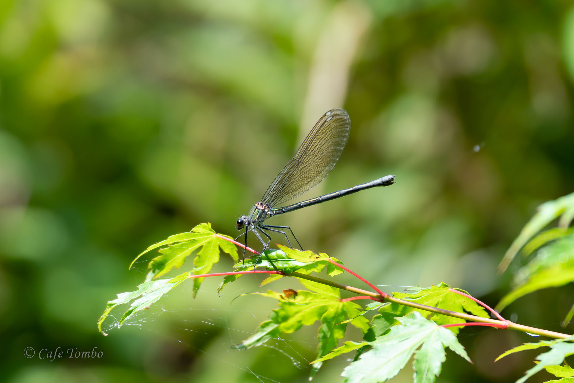 ニホンカワトンボ