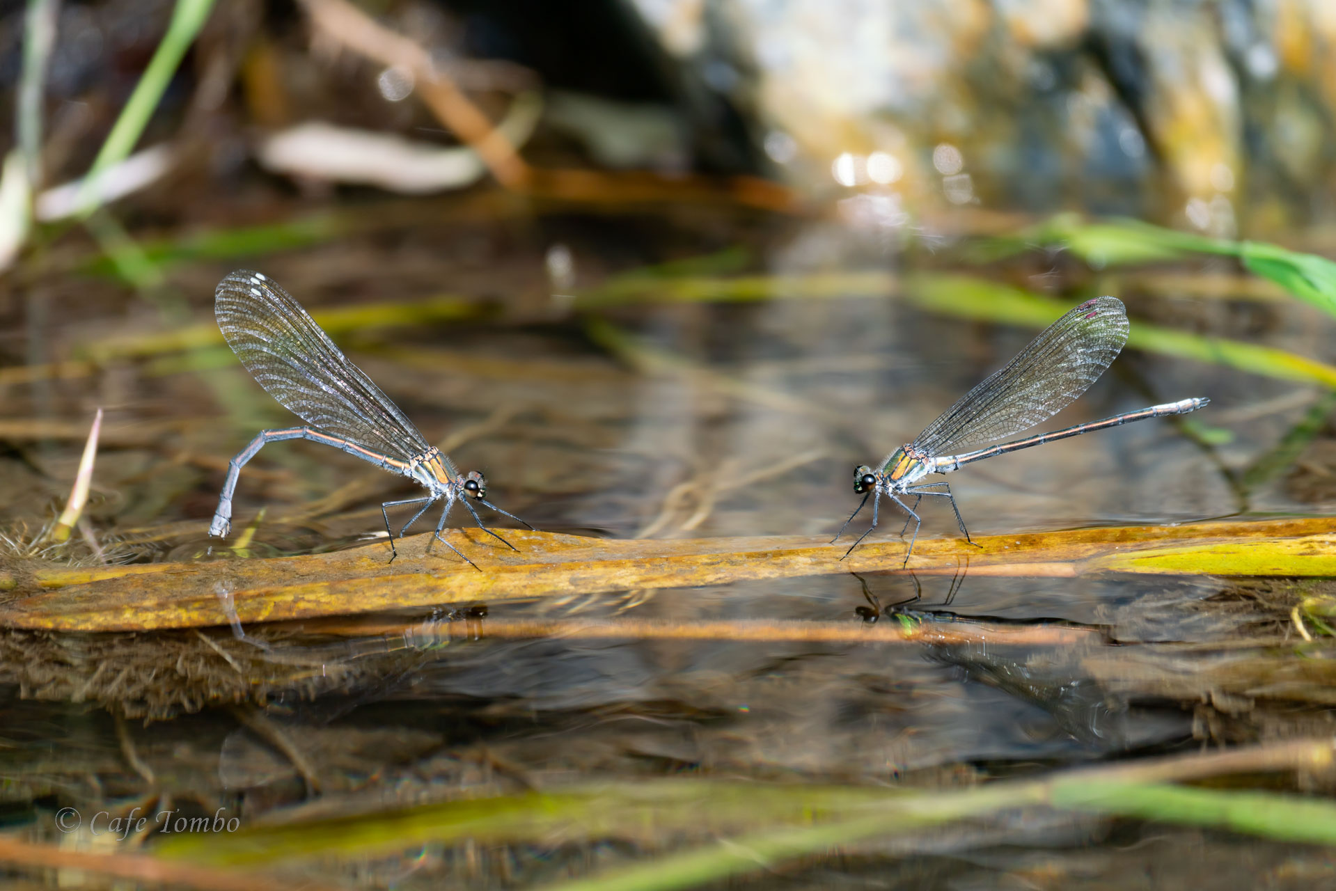 ニホンカワトンボ