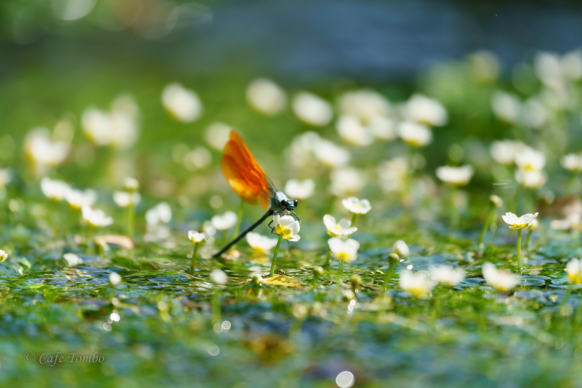 ニホンカワトンボ