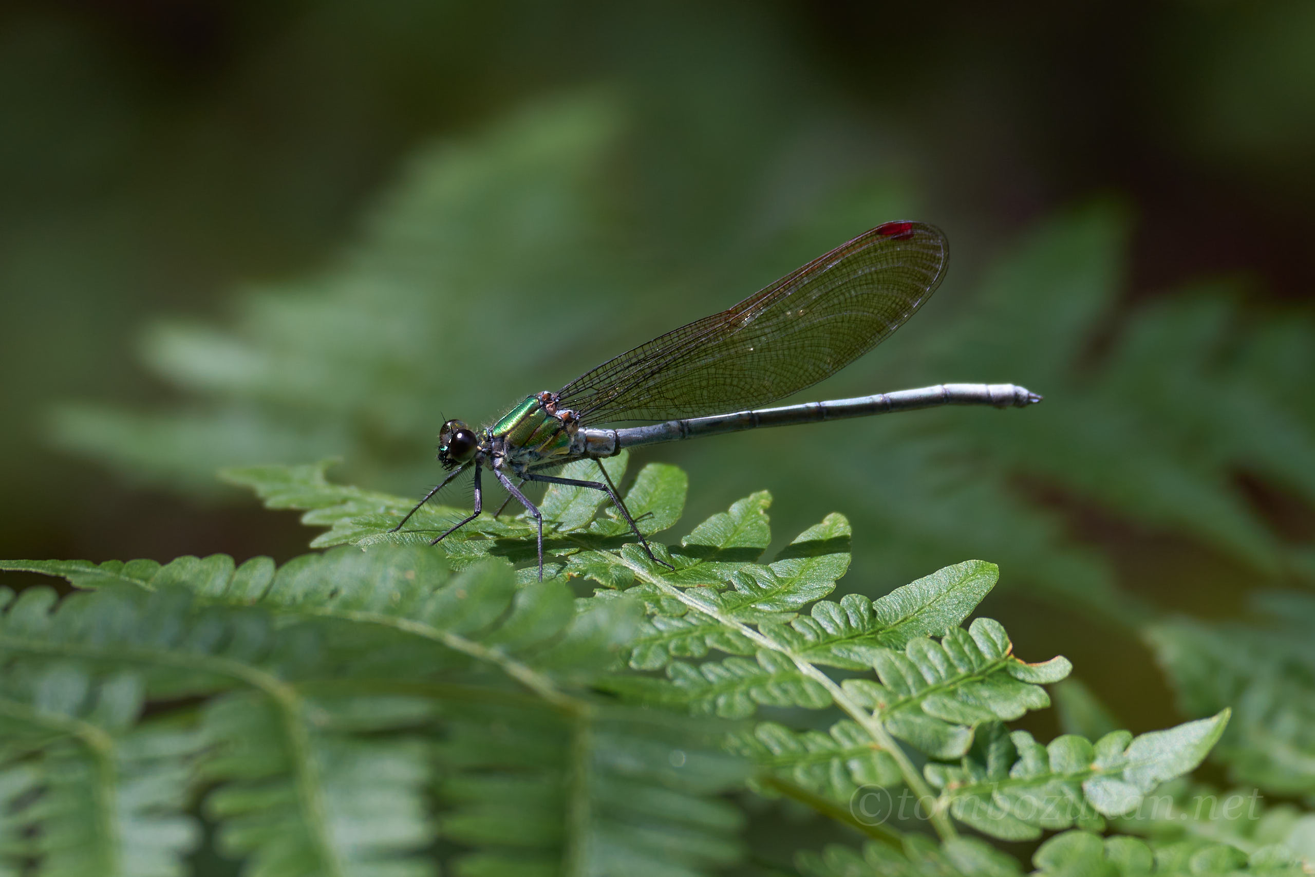 ニホンカワトンボ