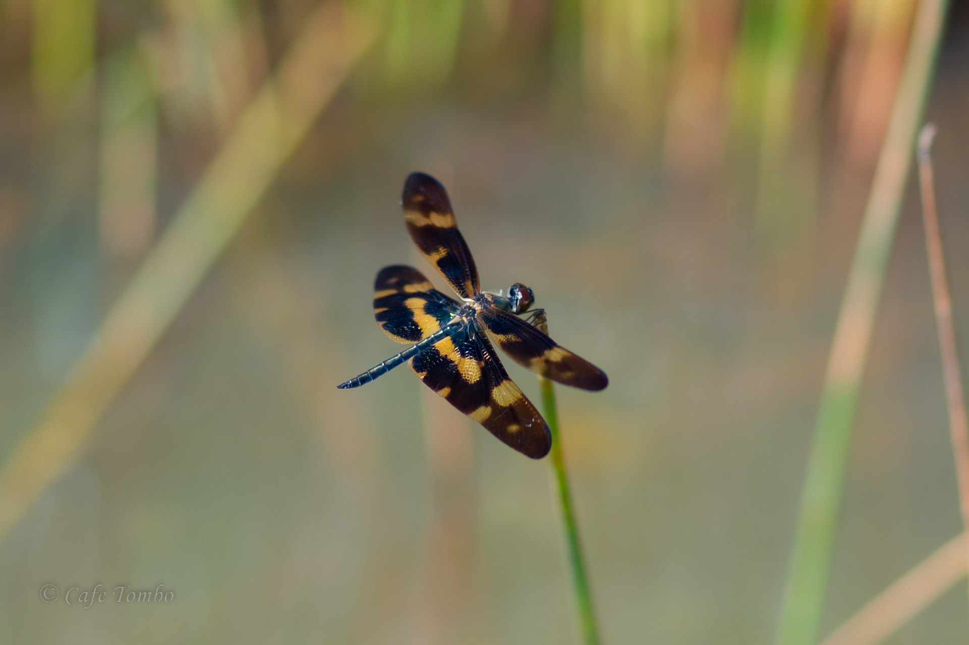 オキナワチョウトンボ