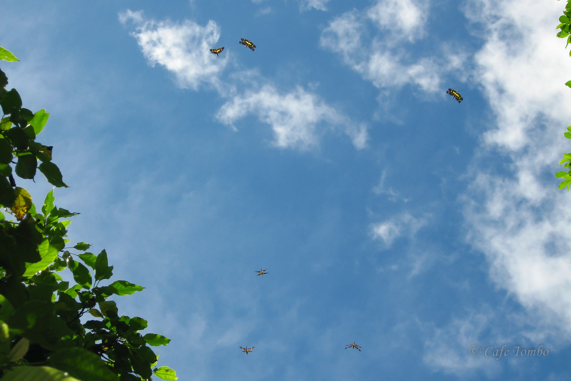 オキナワチョウトンボ