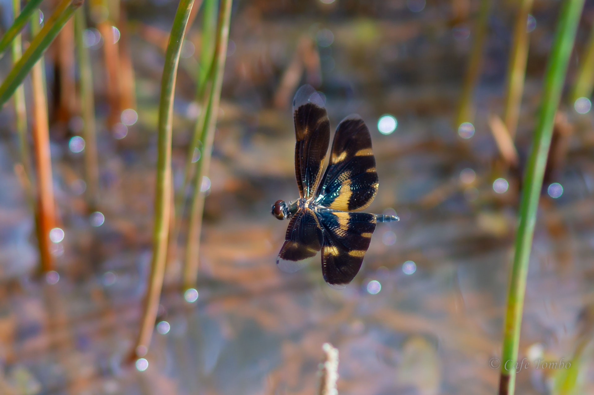 オキナワチョウトンボ