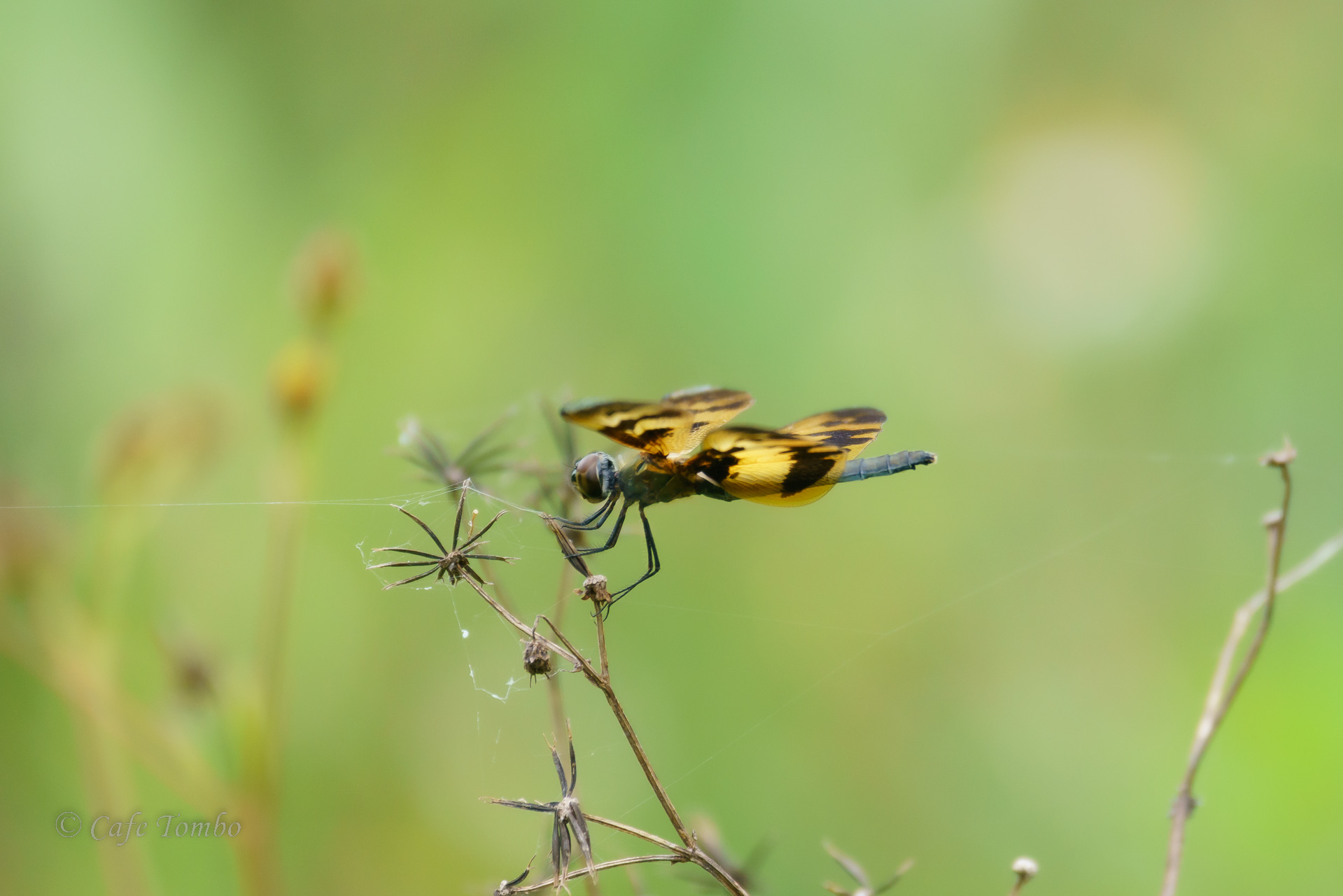 オキナワチョウトンボ